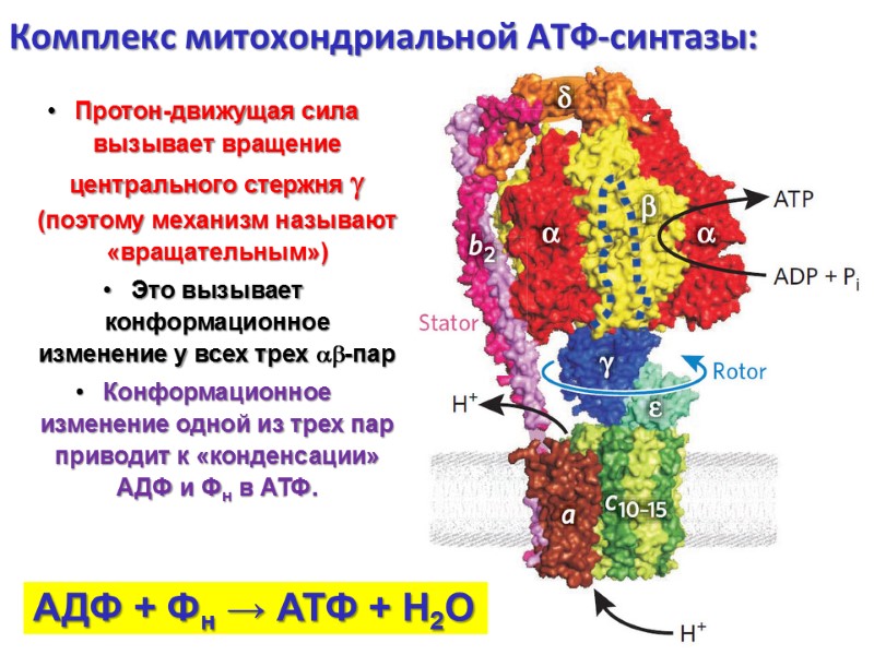 Комплекс митохондриальной АТФ-синтазы: Протон-движущая сила вызывает вращение центрального стержня  (поэтому механизм называют «вращательным»)